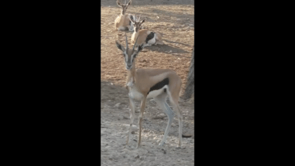 ניצלו ברגע האחרון | תיעוד מלחיץ מהספארי