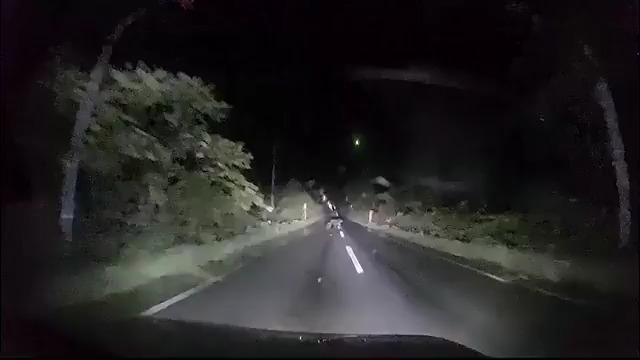 דובה הסתערה על רכב ביפן: התיעוד המטריד מהכביש