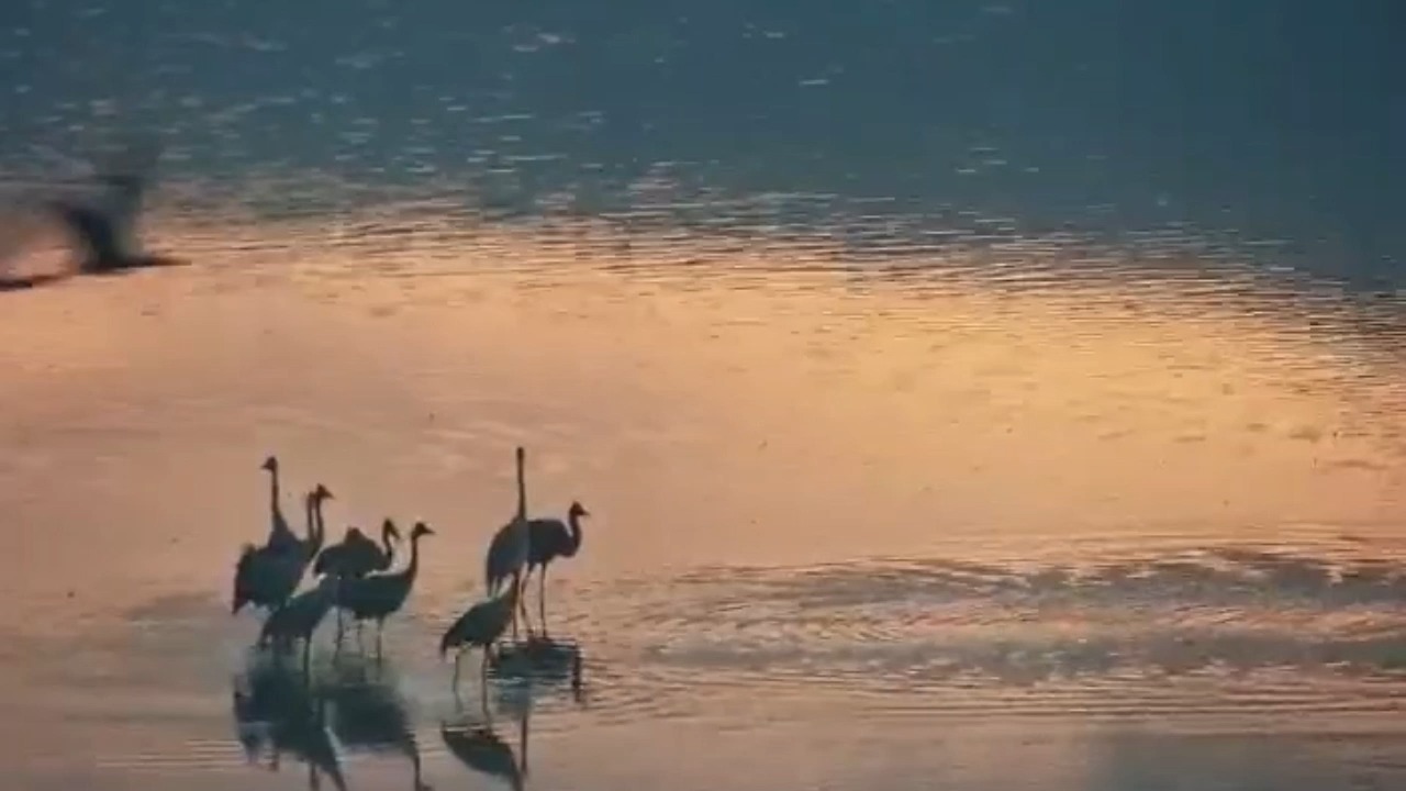 העגורים הראשונים הגיעו לאגמון החולה | תיעוד