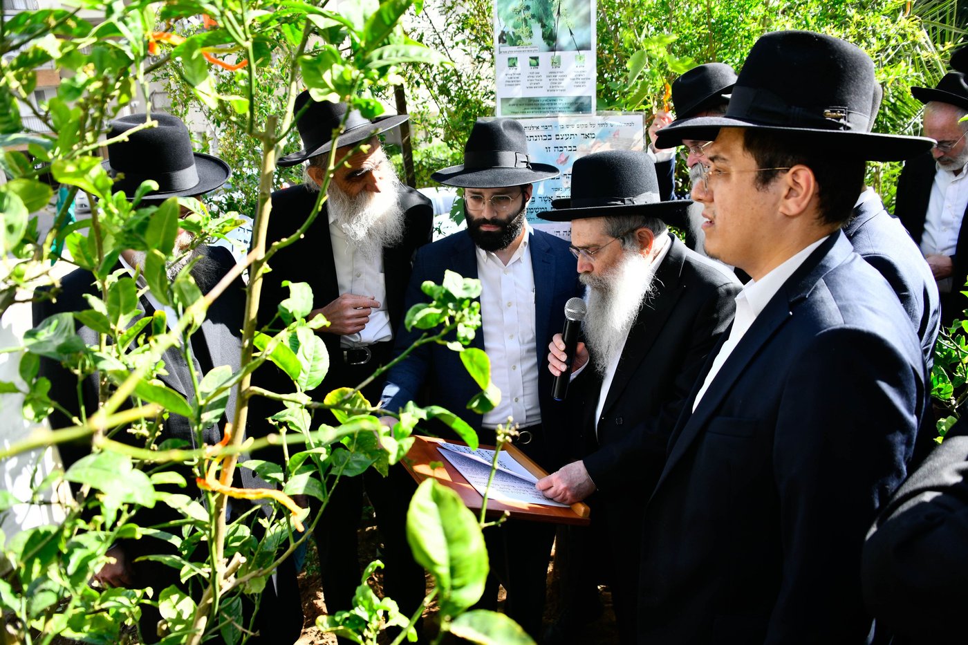 הגר"ש שטיינמן בברכת האילנות