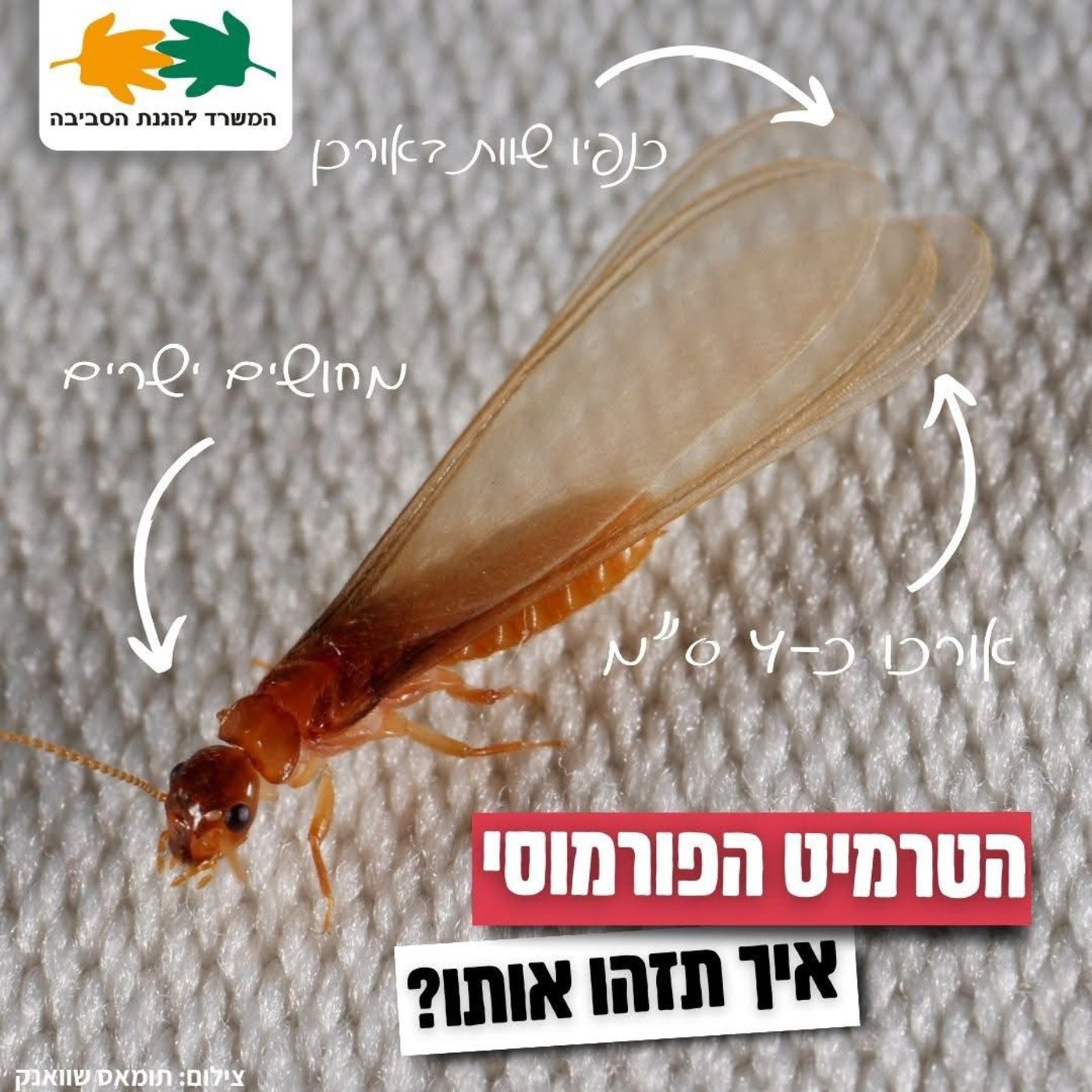 הטרמיט הפורמוסי