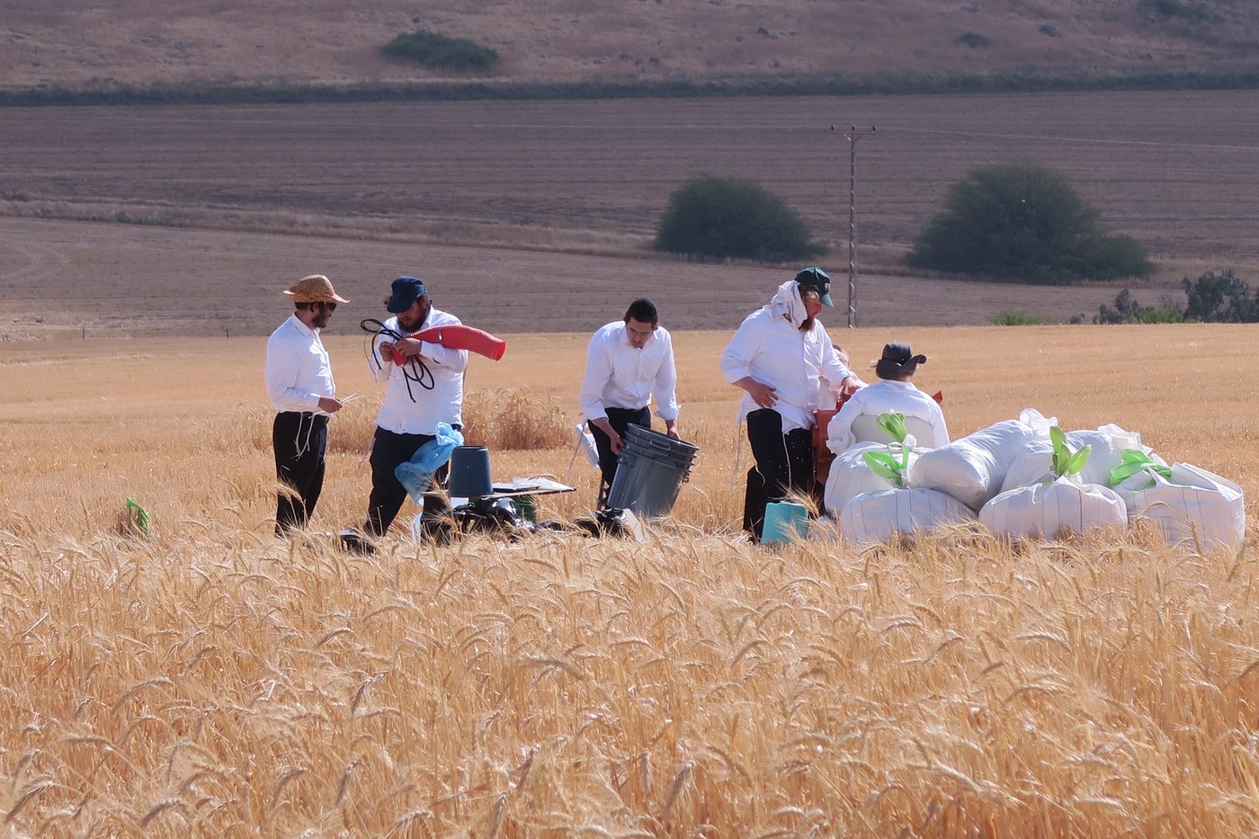 קצירת חיטים לחג הפסח תשפ''ו