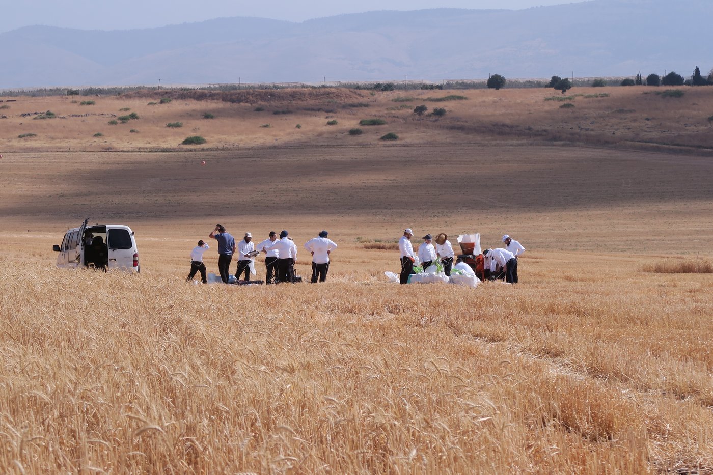 קצירת חיטים לחג הפסח תשפ''ו