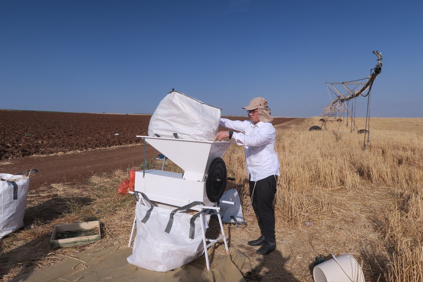 קצירת חיטים לחג הפסח תשפ''ו