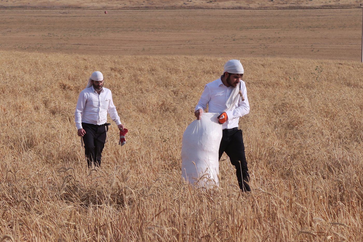 קצירת חיטים לחג הפסח תשפ''ו