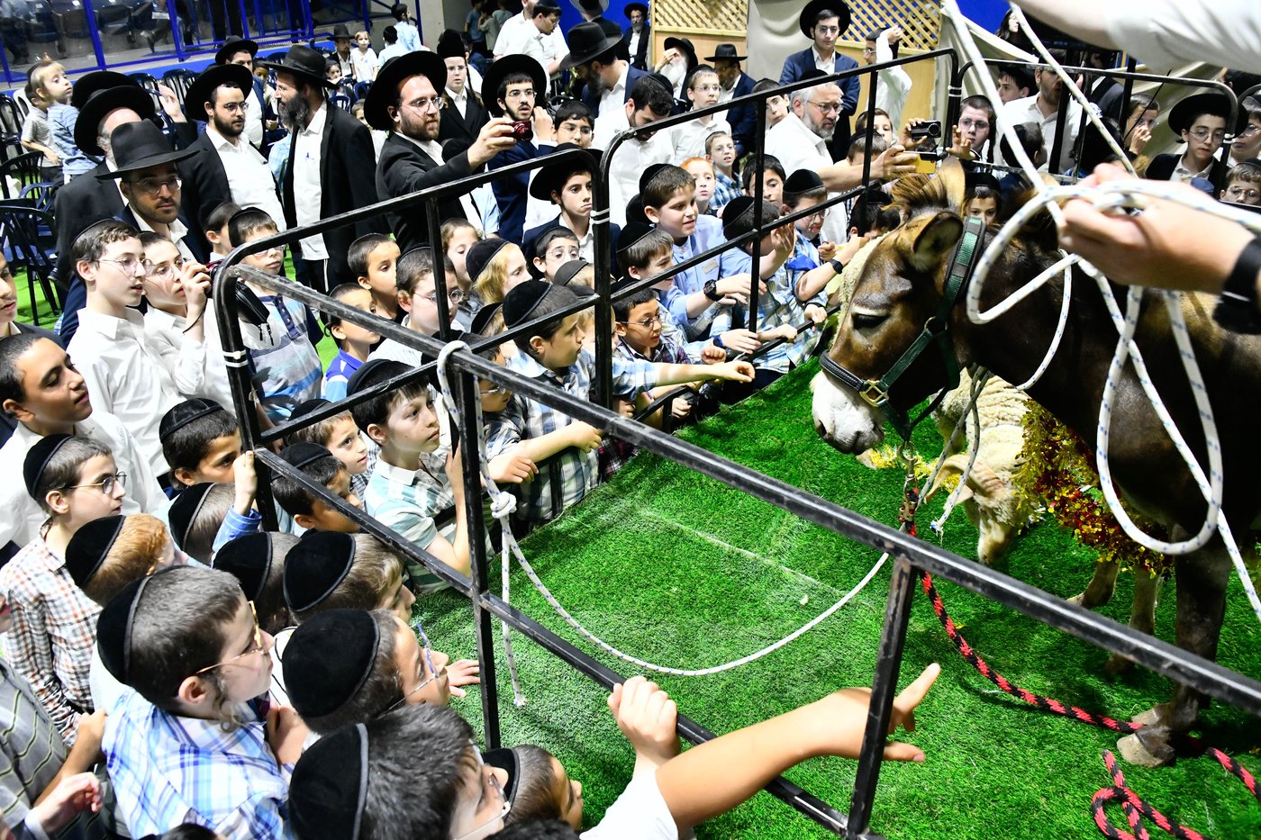 מעמד פדיון 'פטר חמור' בקהילת בית השם