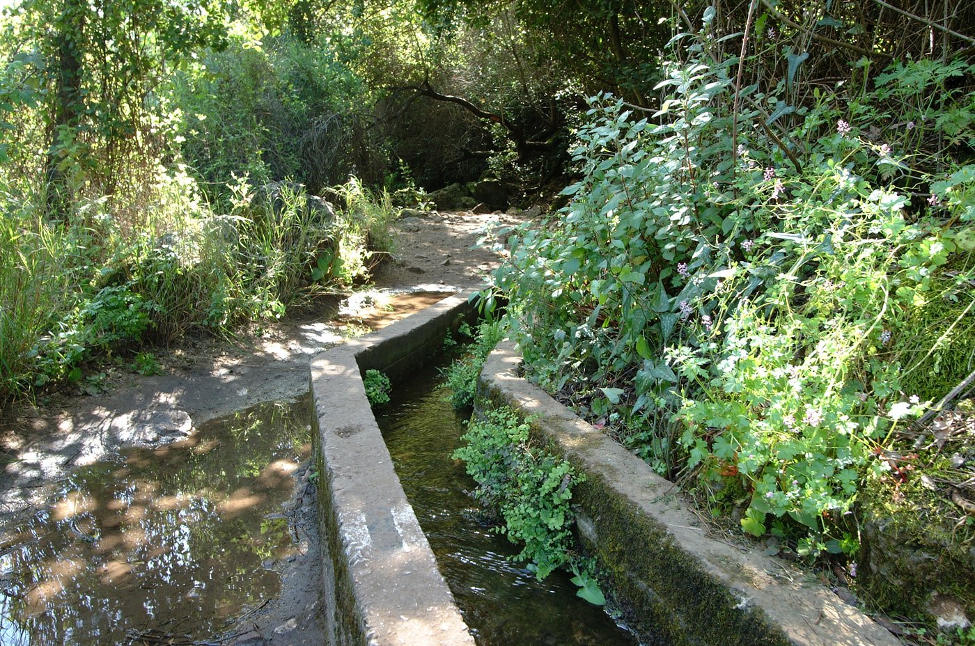 מים בנחל עמוד