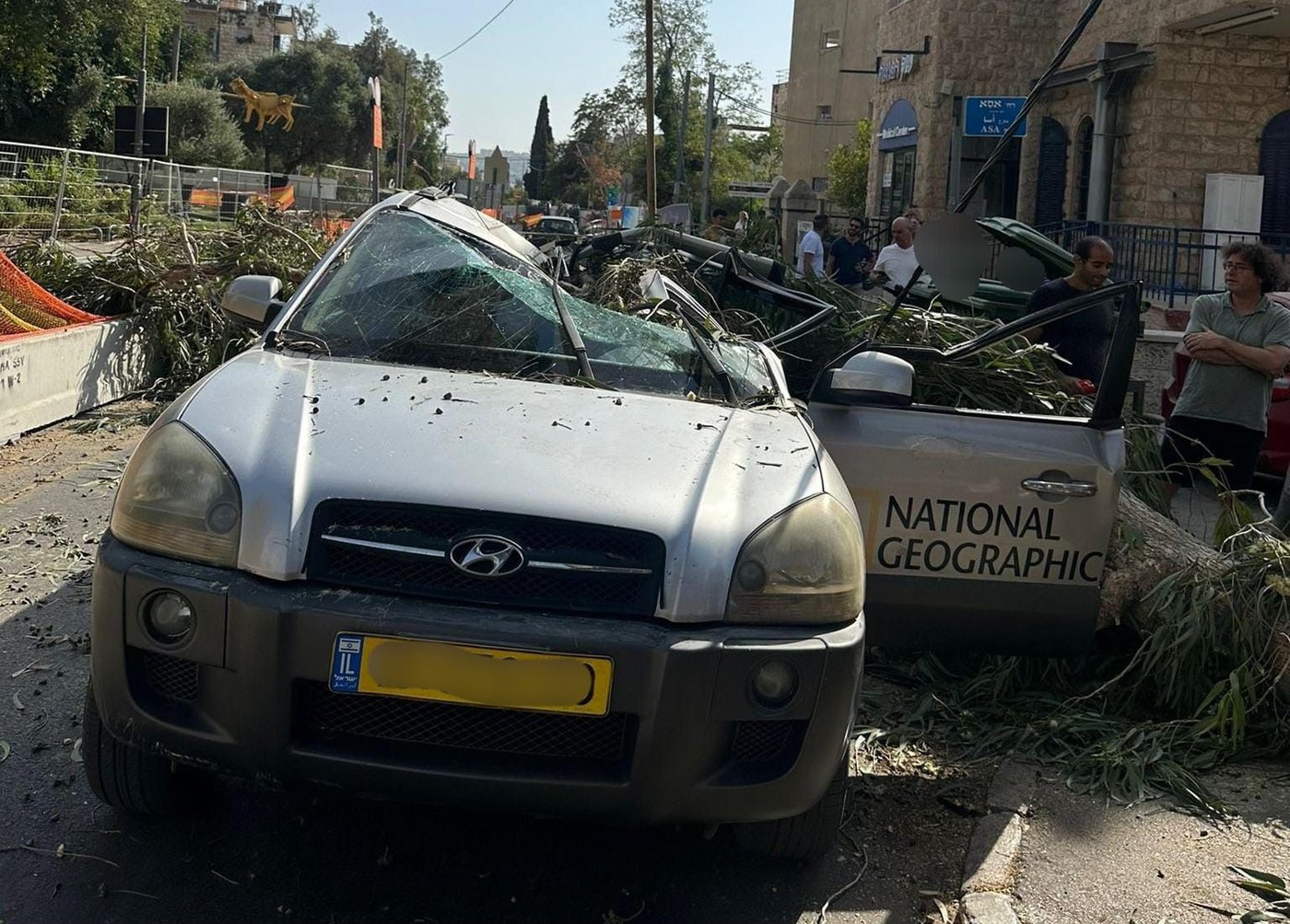 העץ שקרס