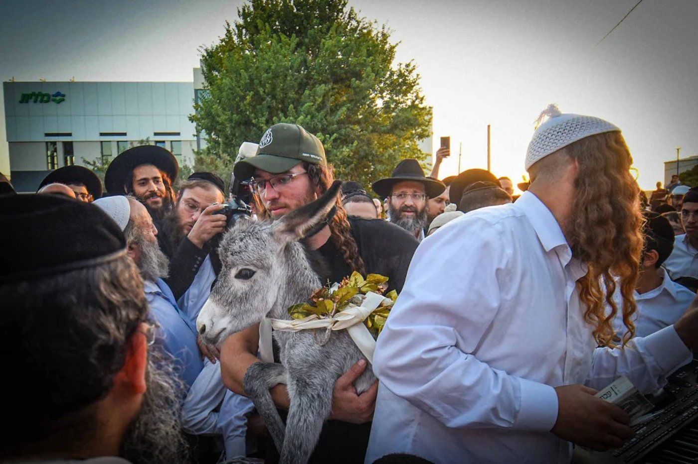 פדיון פטר חמור בעמנואל