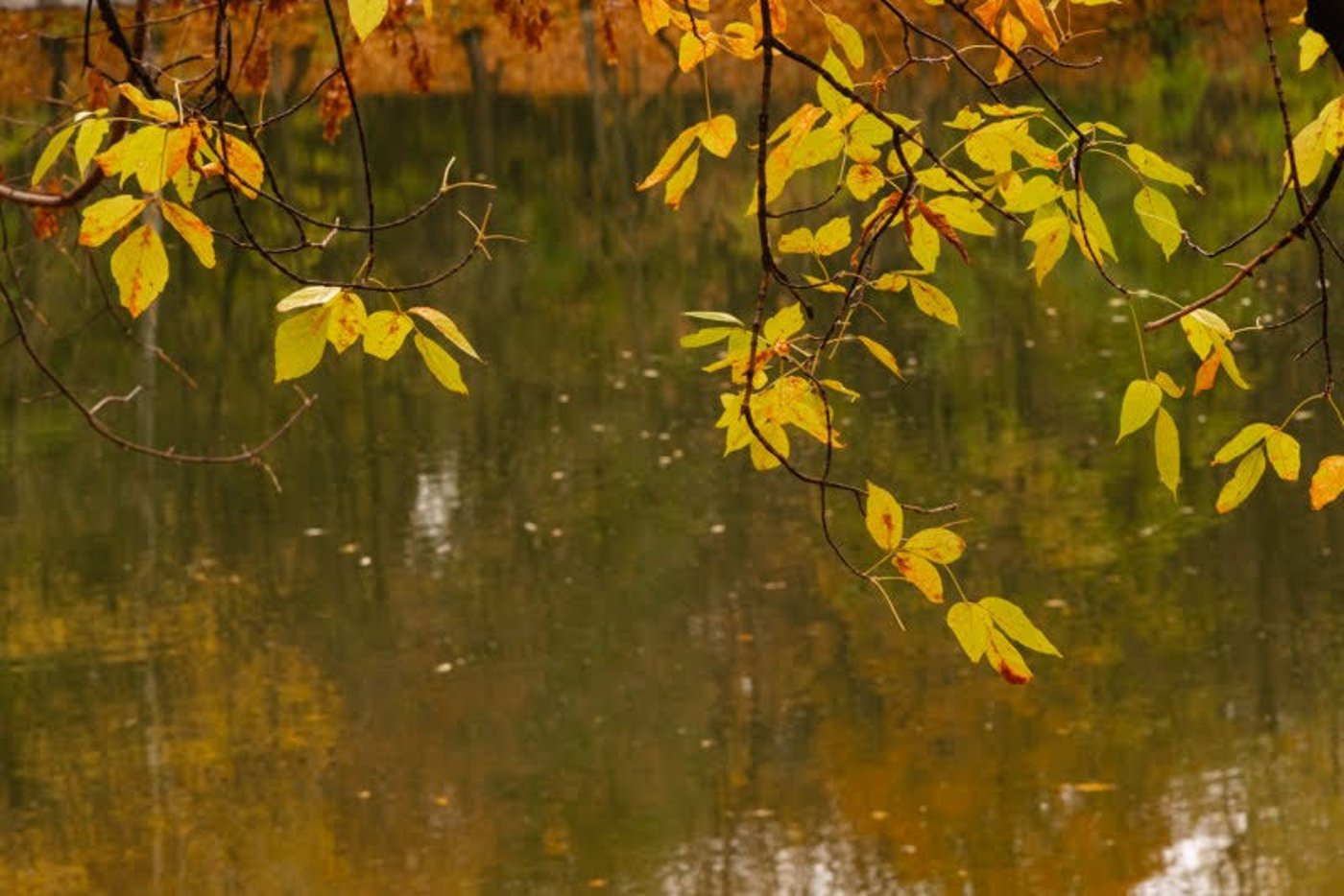 ה"סתיו הזהב" בפארק הרוסי הענק