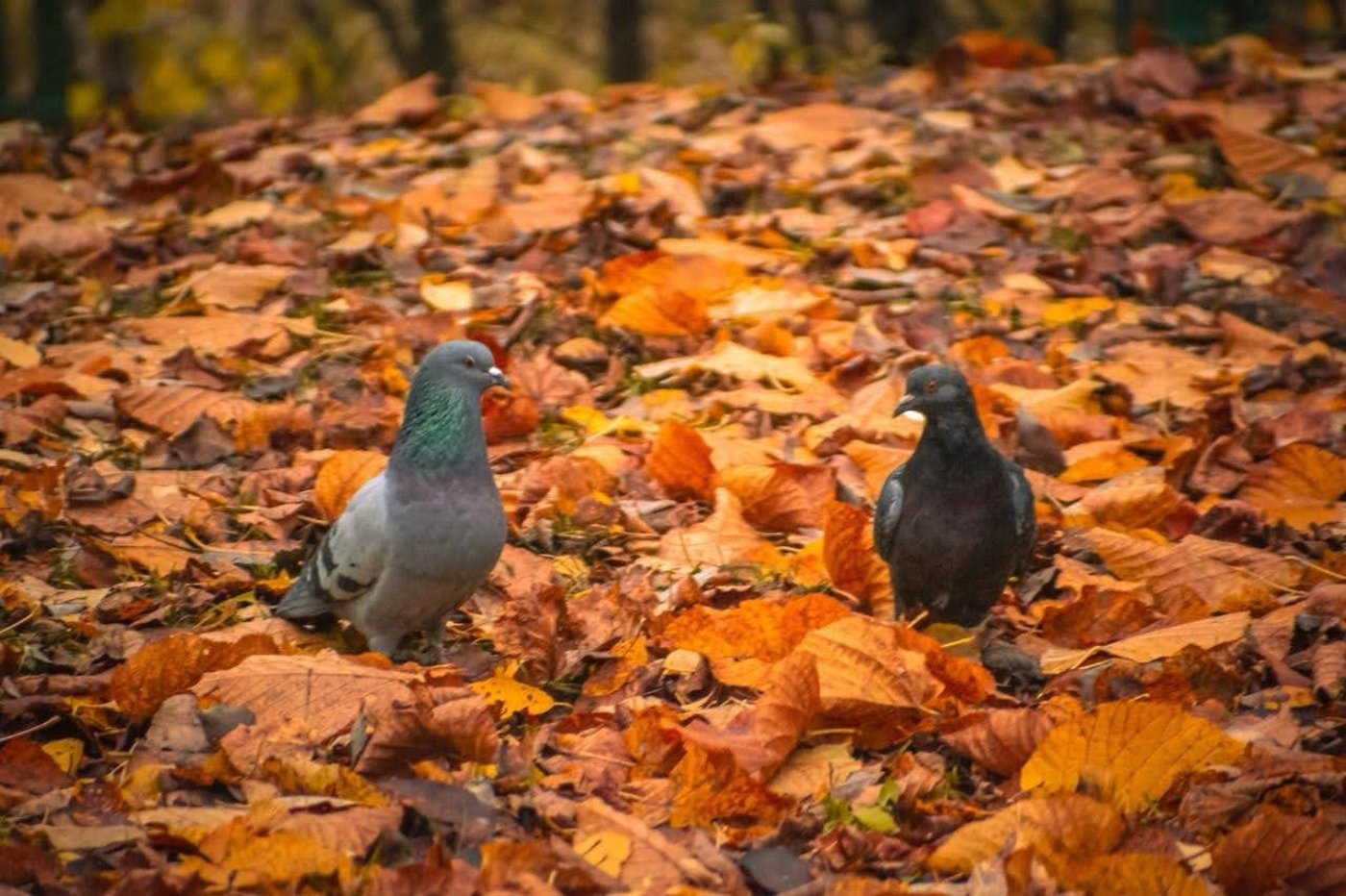 ה"סתיו הזהב" בפארק הרוסי הענק