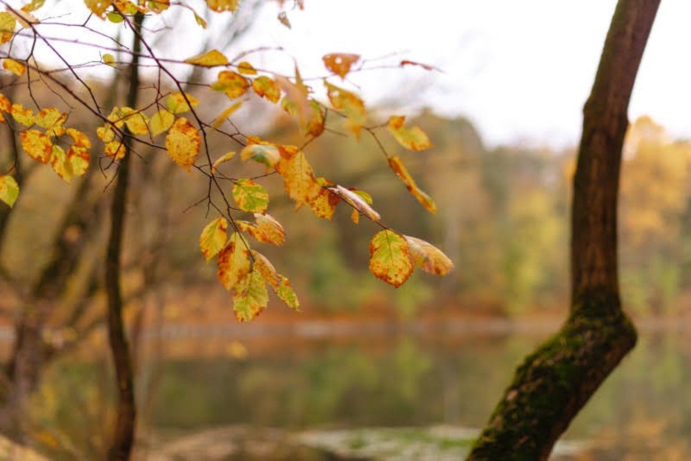 ה"סתיו הזהב" בפארק הרוסי הענק