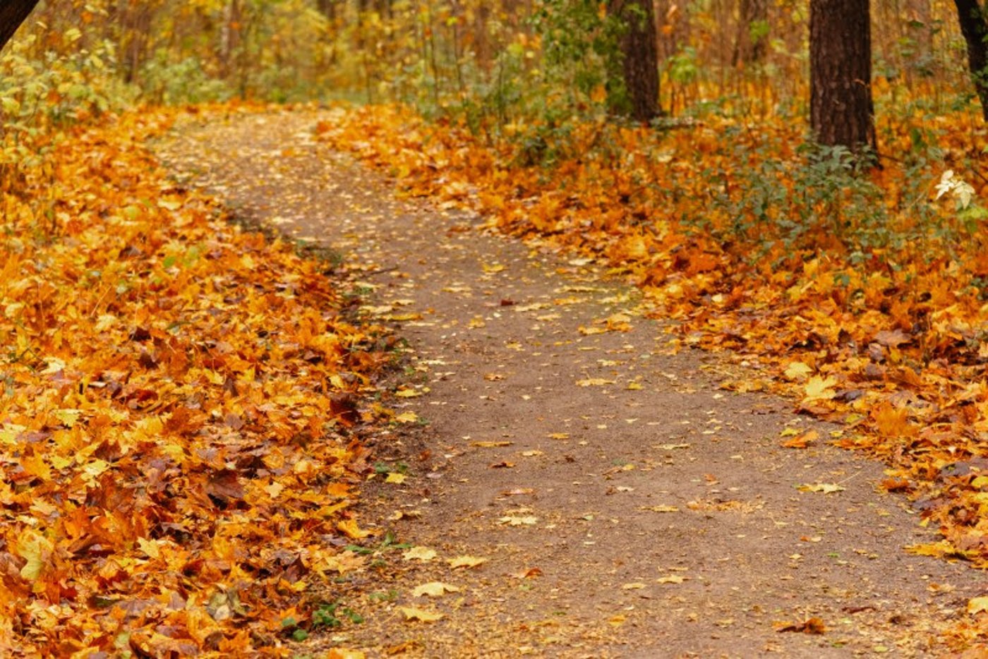 ה"סתיו הזהב" בפארק הרוסי הענק
