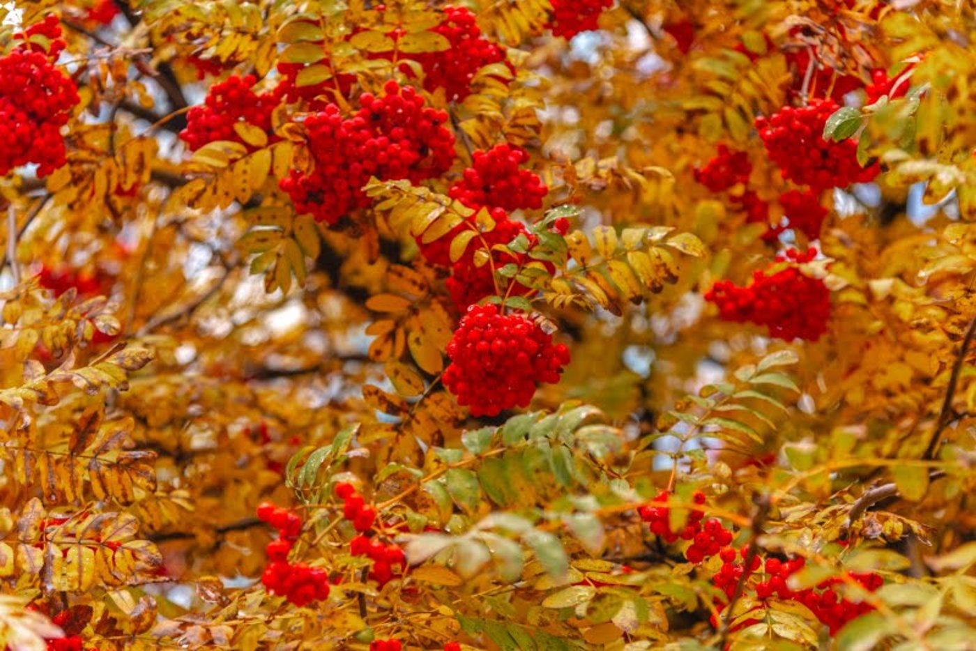 ה"סתיו הזהב" בפארק הרוסי הענק