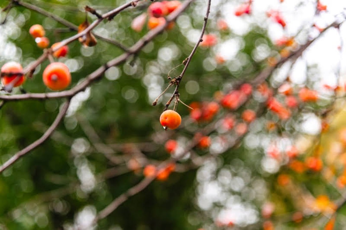ה"סתיו הזהב" בפארק הרוסי הענק
