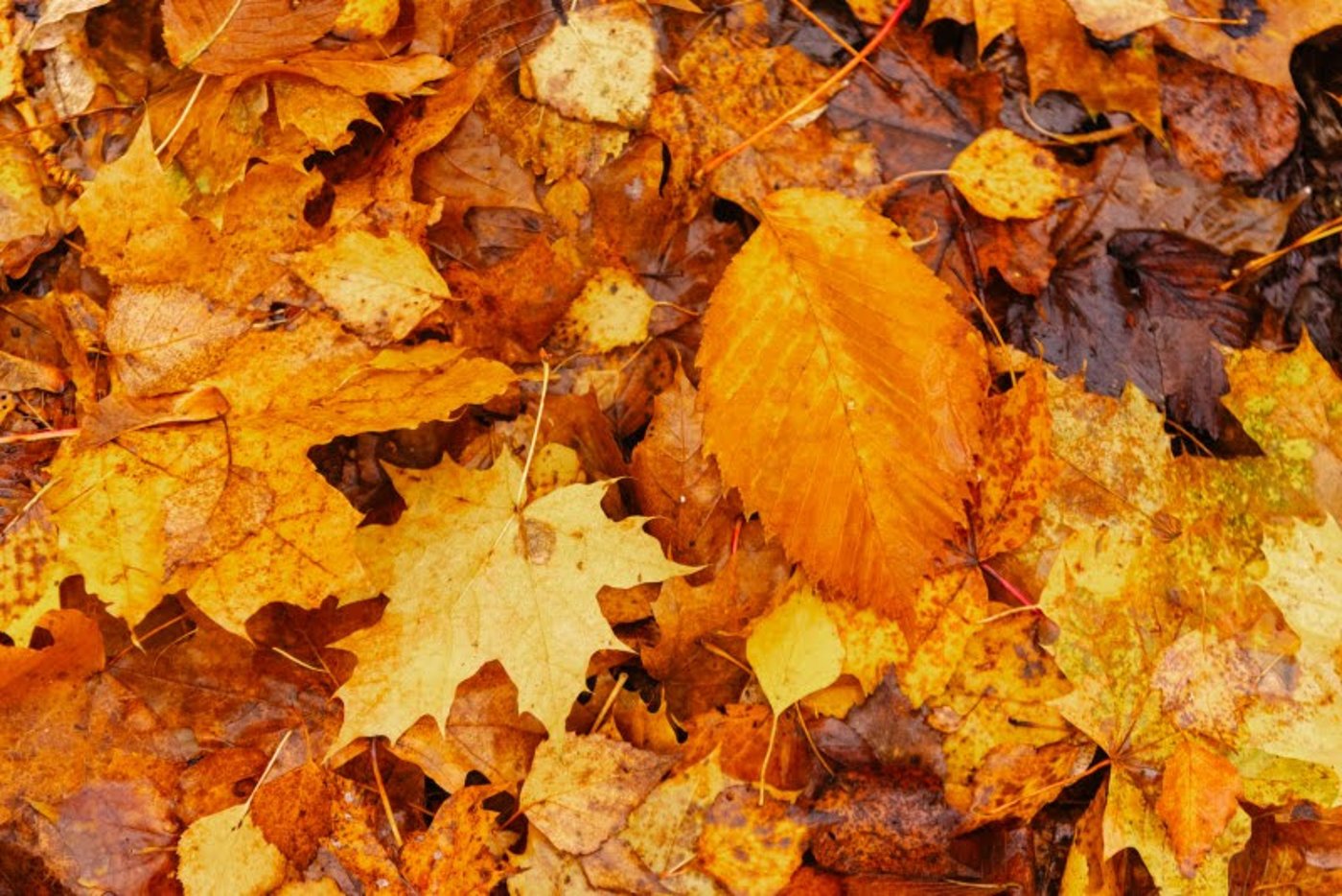 ה"סתיו הזהב" בפארק הרוסי הענק