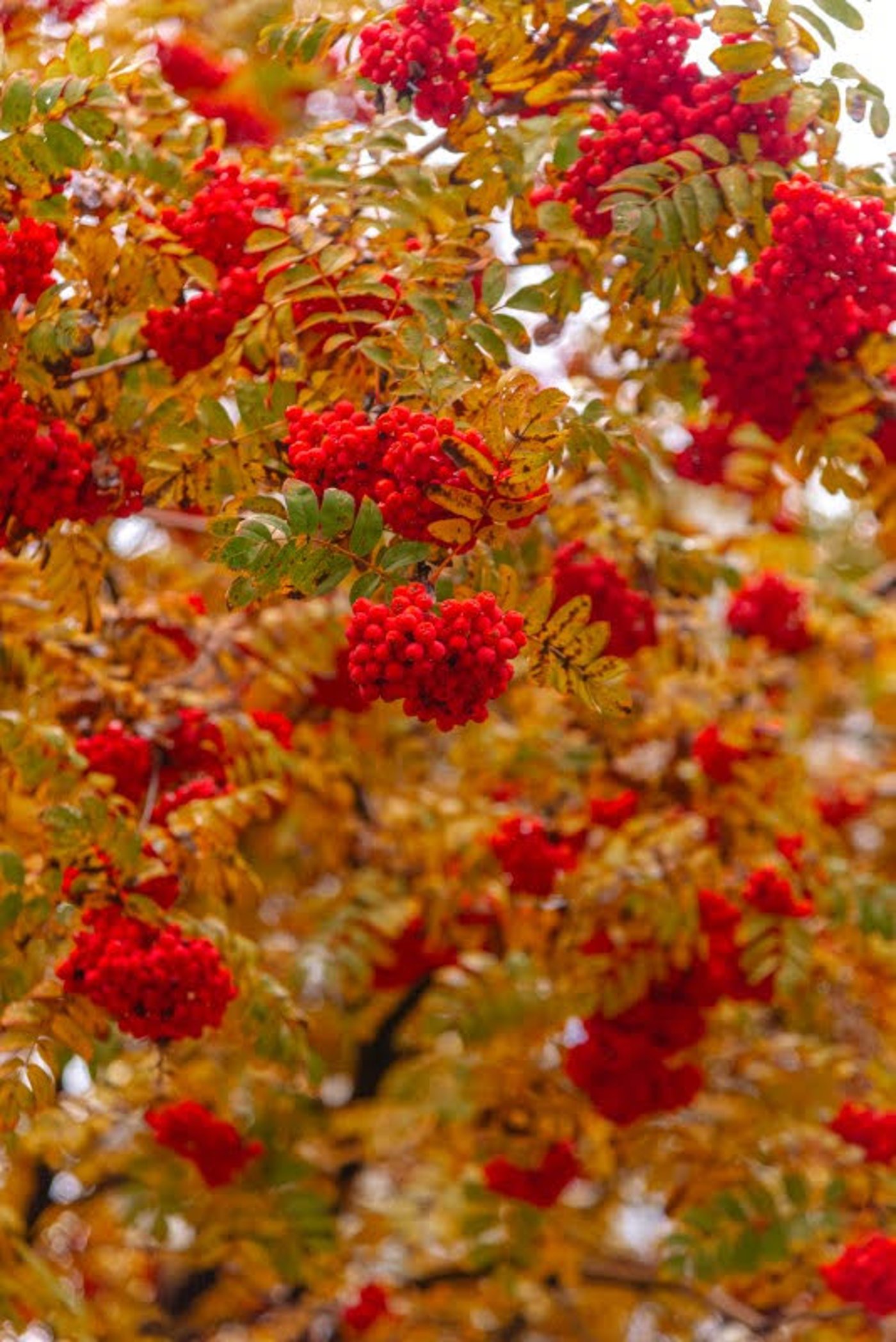 ה"סתיו הזהב" בפארק הרוסי הענק