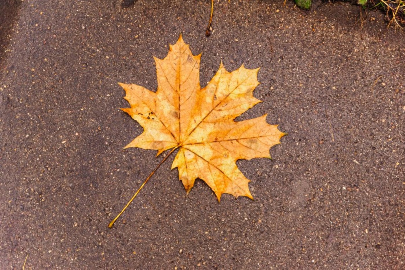 ה"סתיו הזהב" בפארק הרוסי הענק