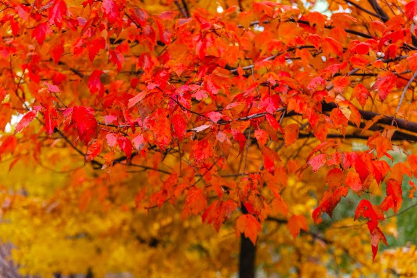 ה"סתיו הזהב" בפארק הרוסי הענק