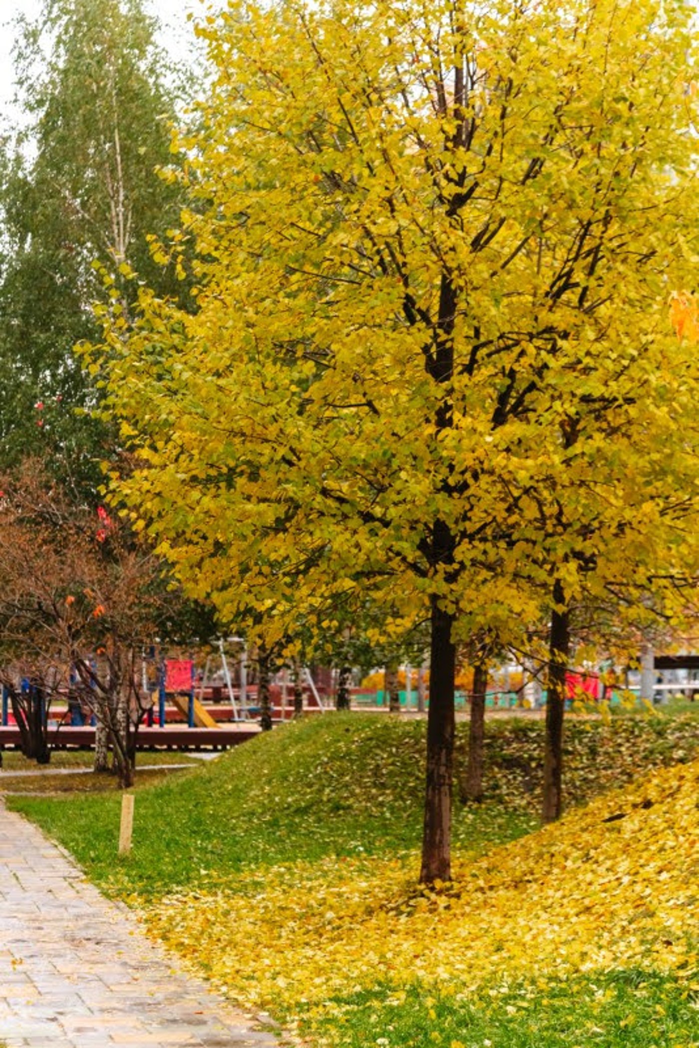ה"סתיו הזהב" בפארק הרוסי הענק