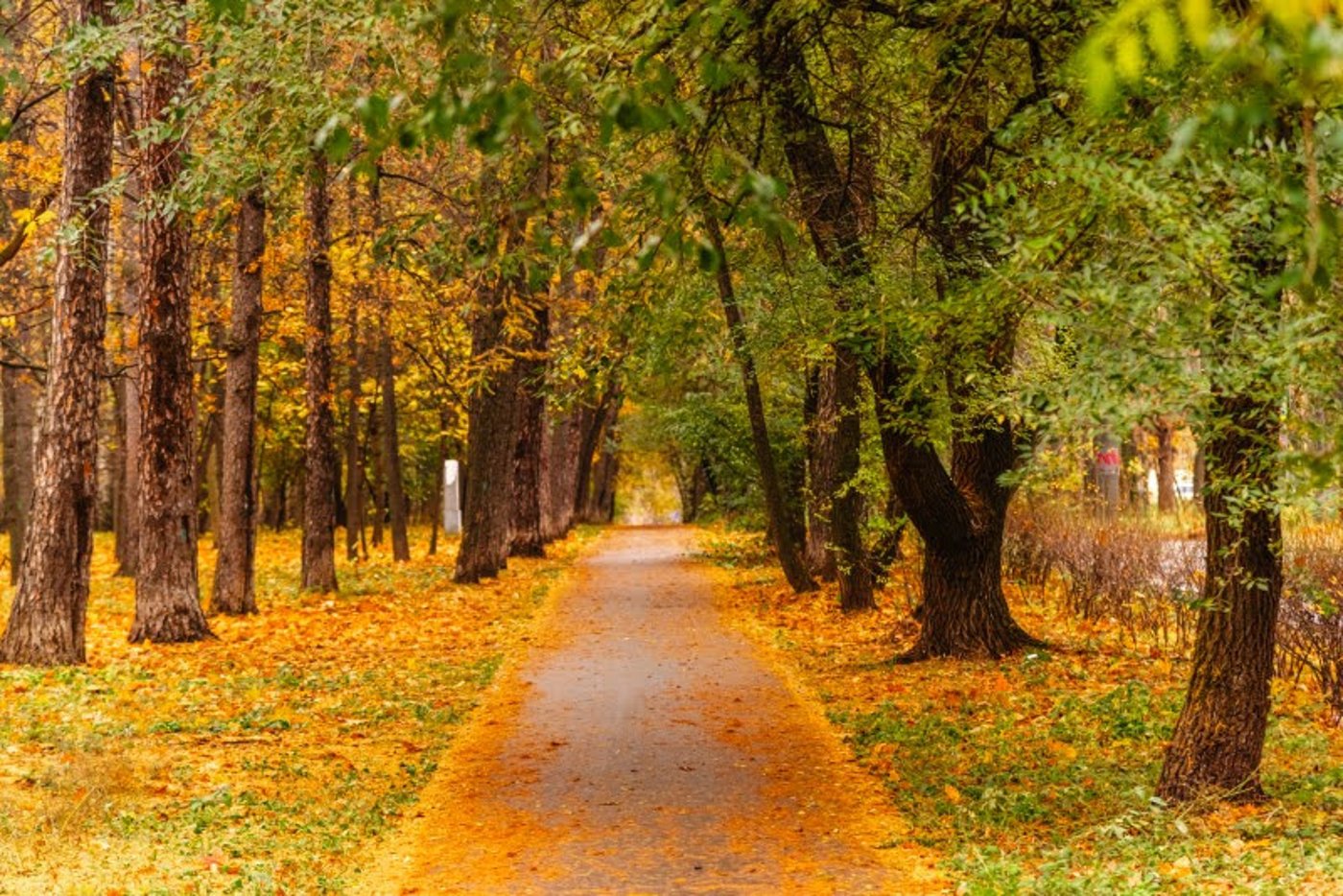 ה"סתיו הזהב" בפארק הרוסי הענק