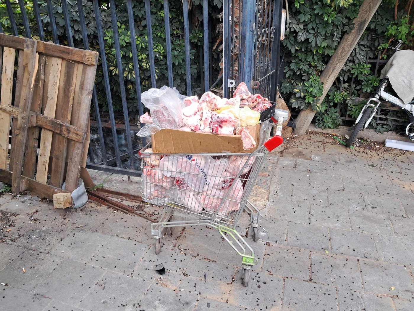 ניסיון הברחת הביצים