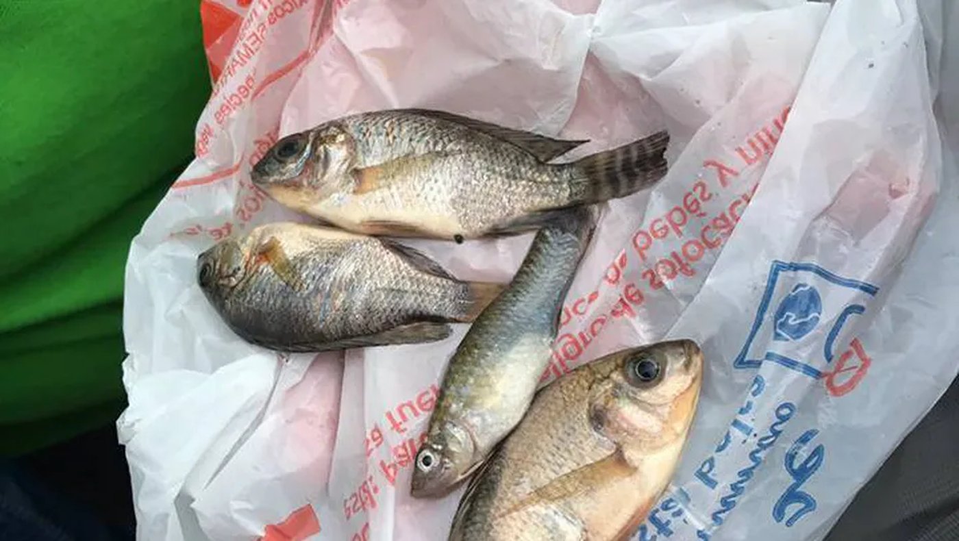 דגים שירדו בגשם במקסיקו