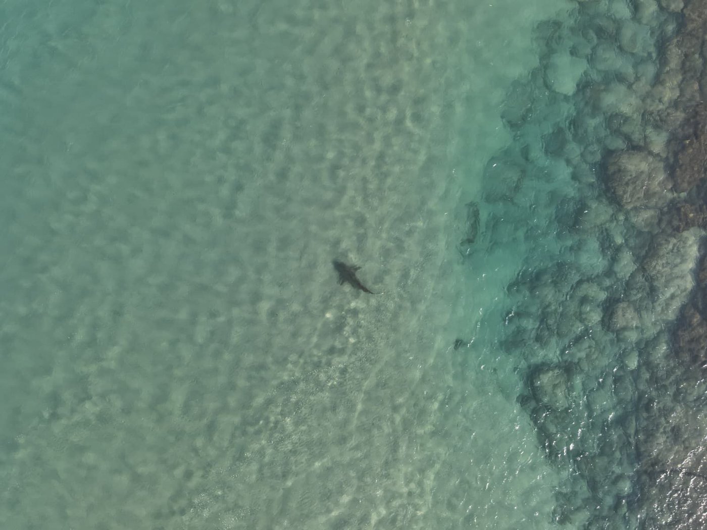 הכרישים בתחנת הכח בחדרה