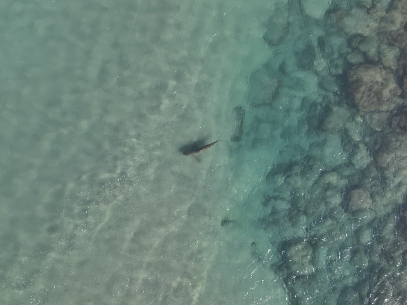 הכרישים בתחנת הכח בחדרה