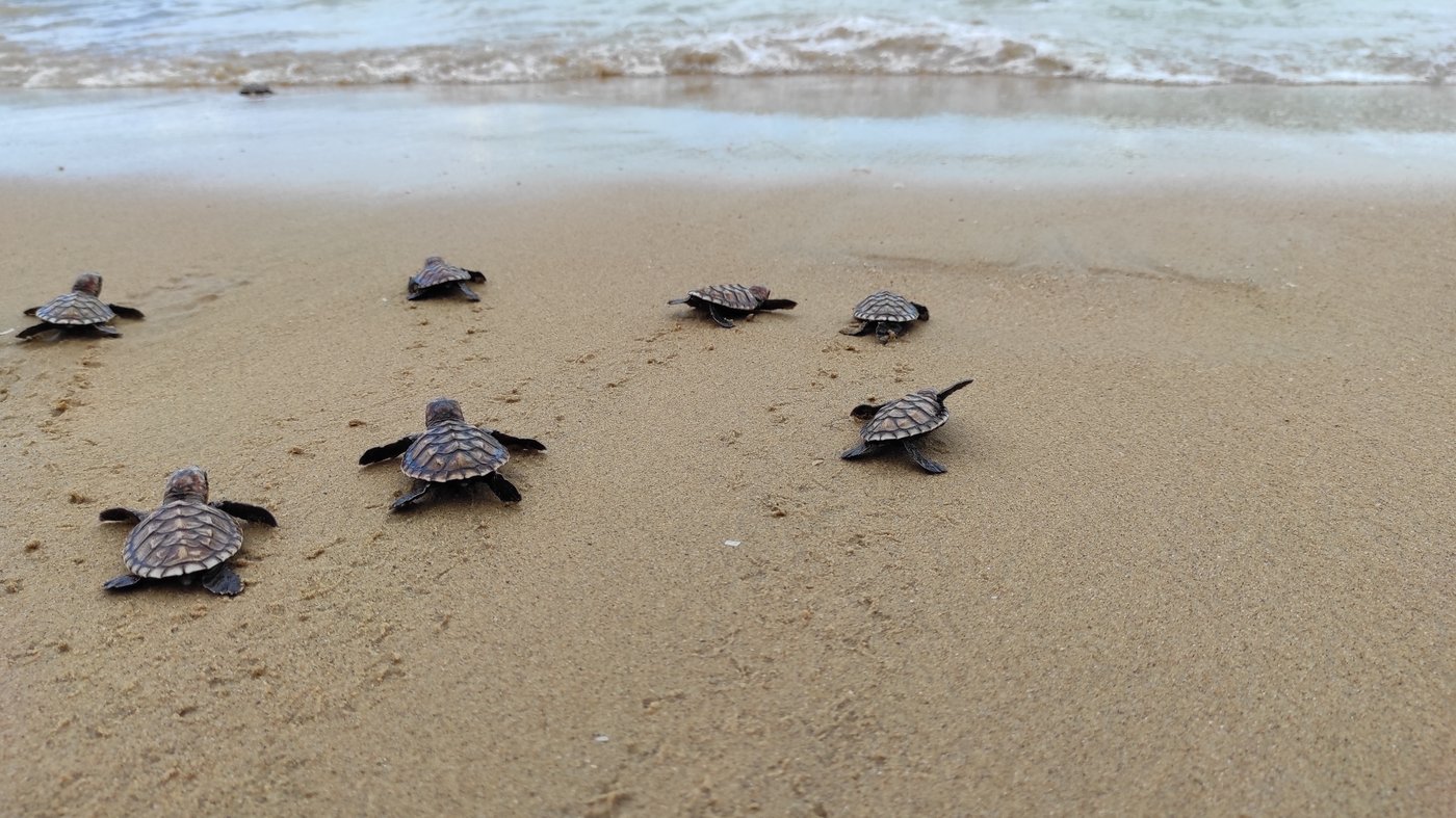 צבי ים צעירים בדרכם את הים