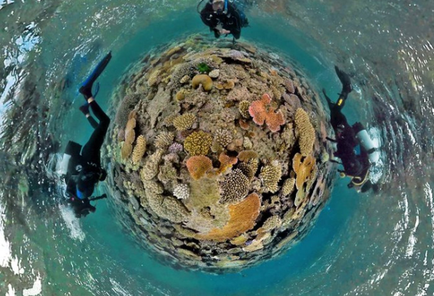 צוללנים בשונית הענק