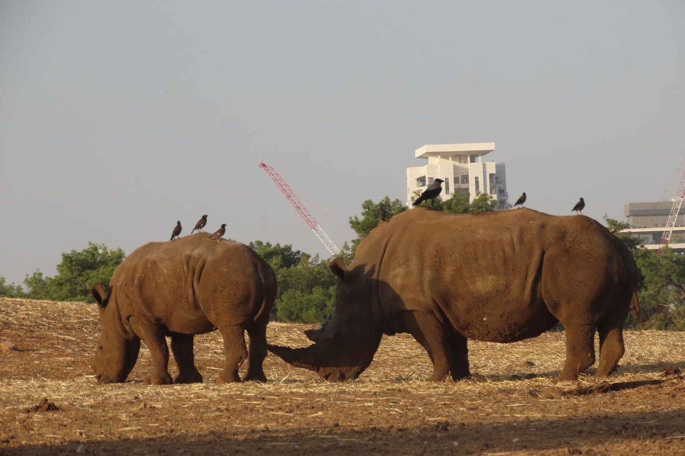 הקרנף רעי בספארי