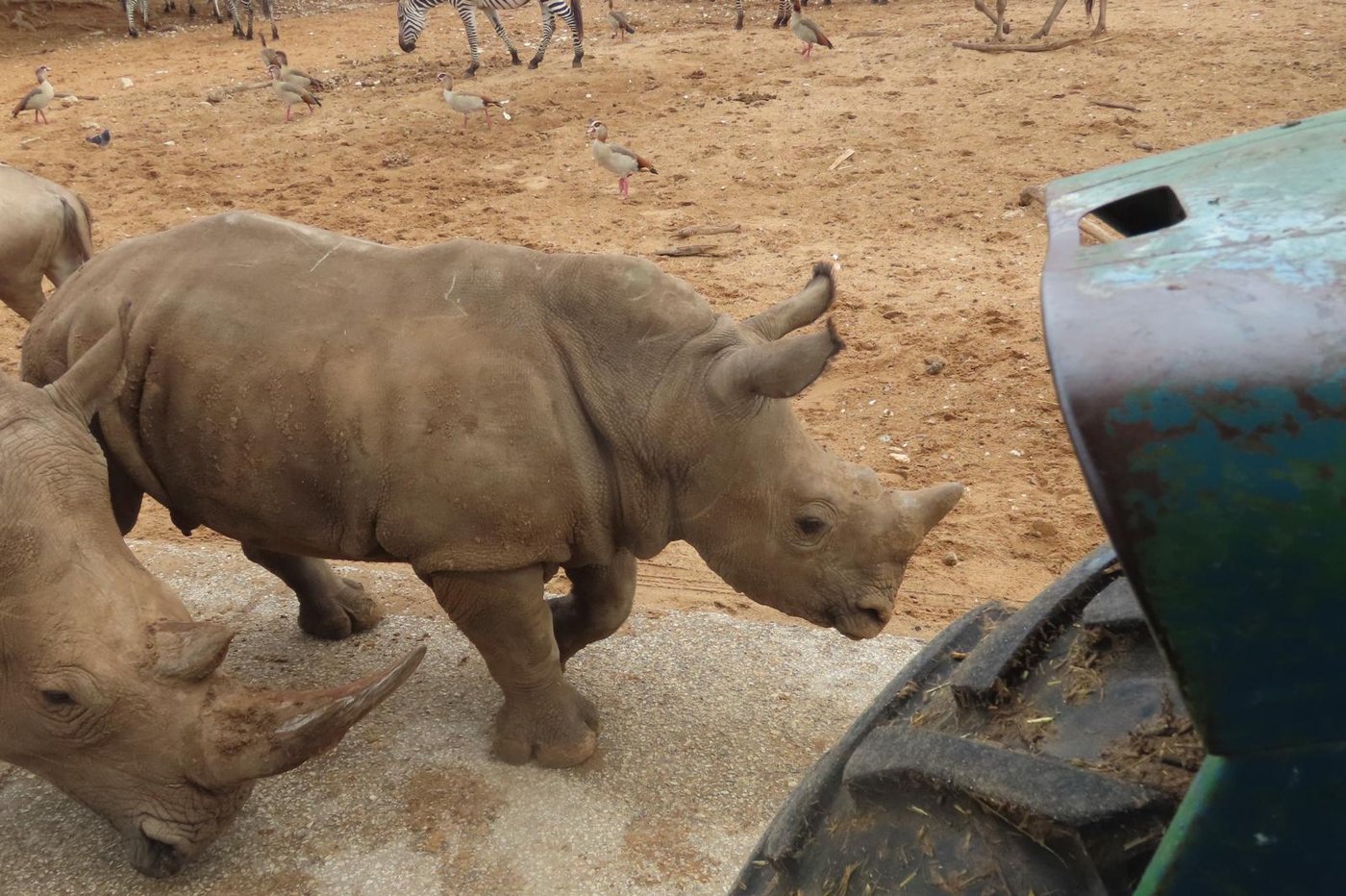 הקרנף רעי בספארי