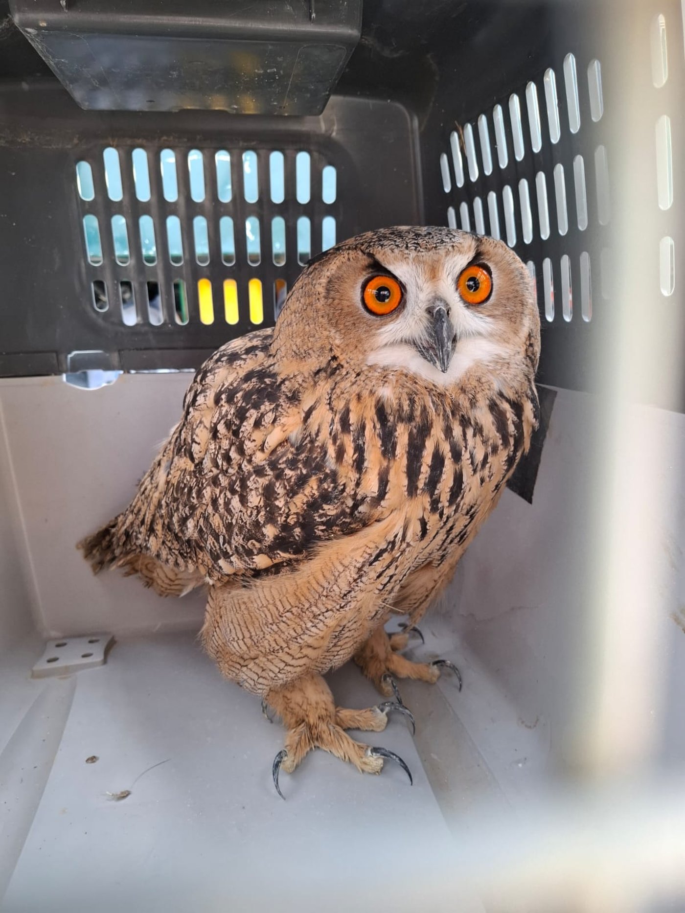 הממצאים שנתפסו בבית החשוד