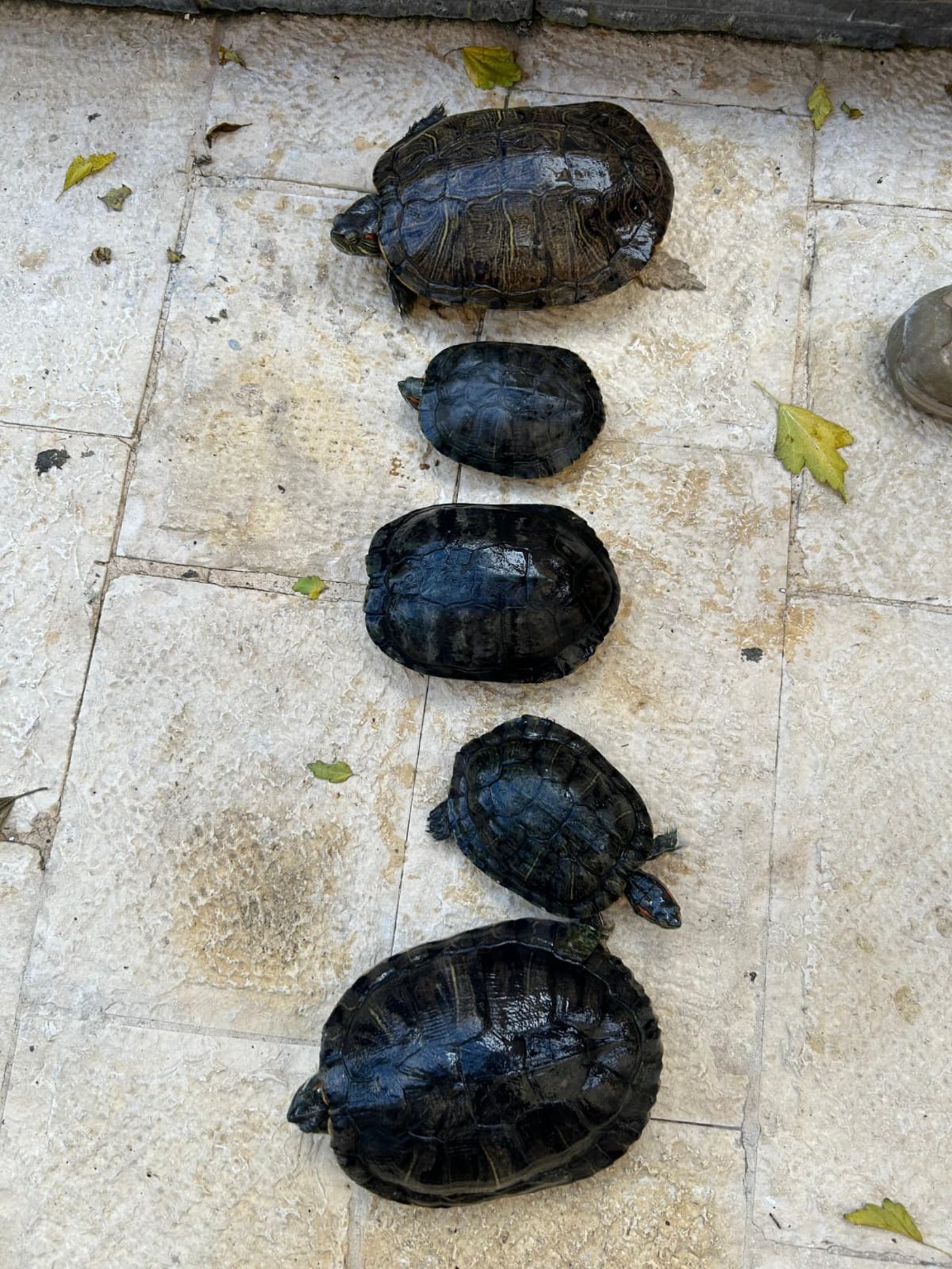 הממצאים שנתפסו בבית החשוד