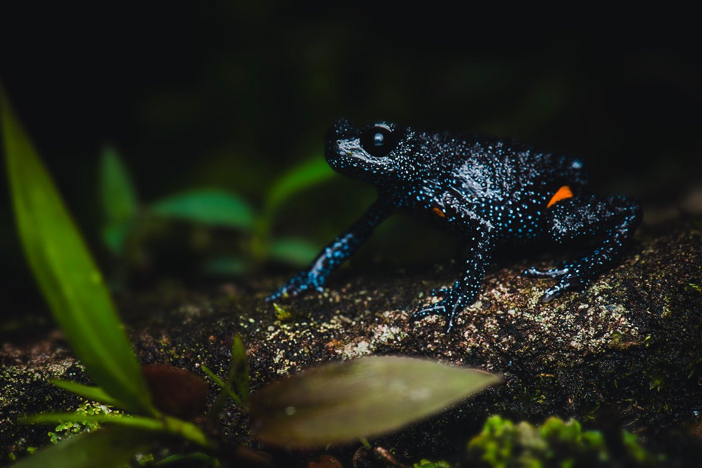 צפרדע הגלקסיה הנדירה