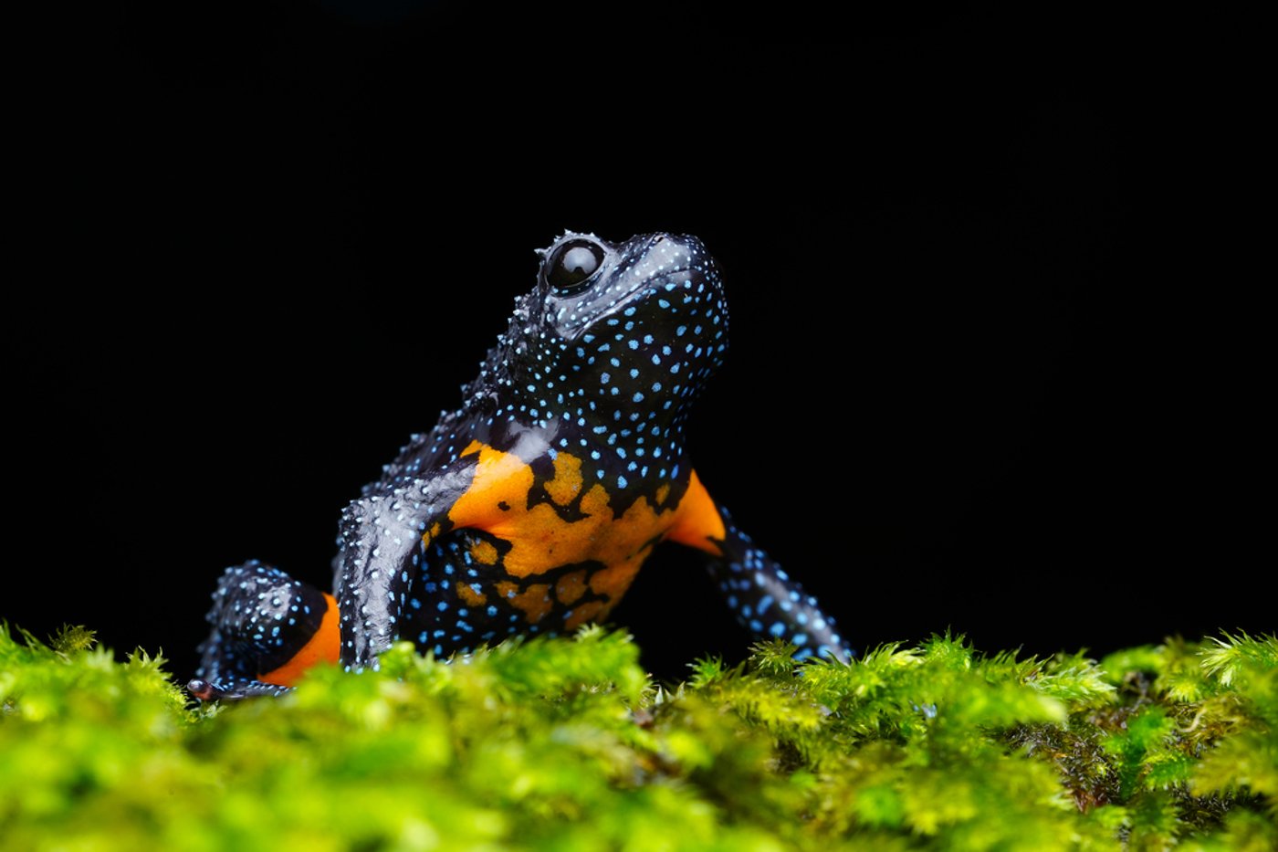 צפרדע גלקסיה נדירה