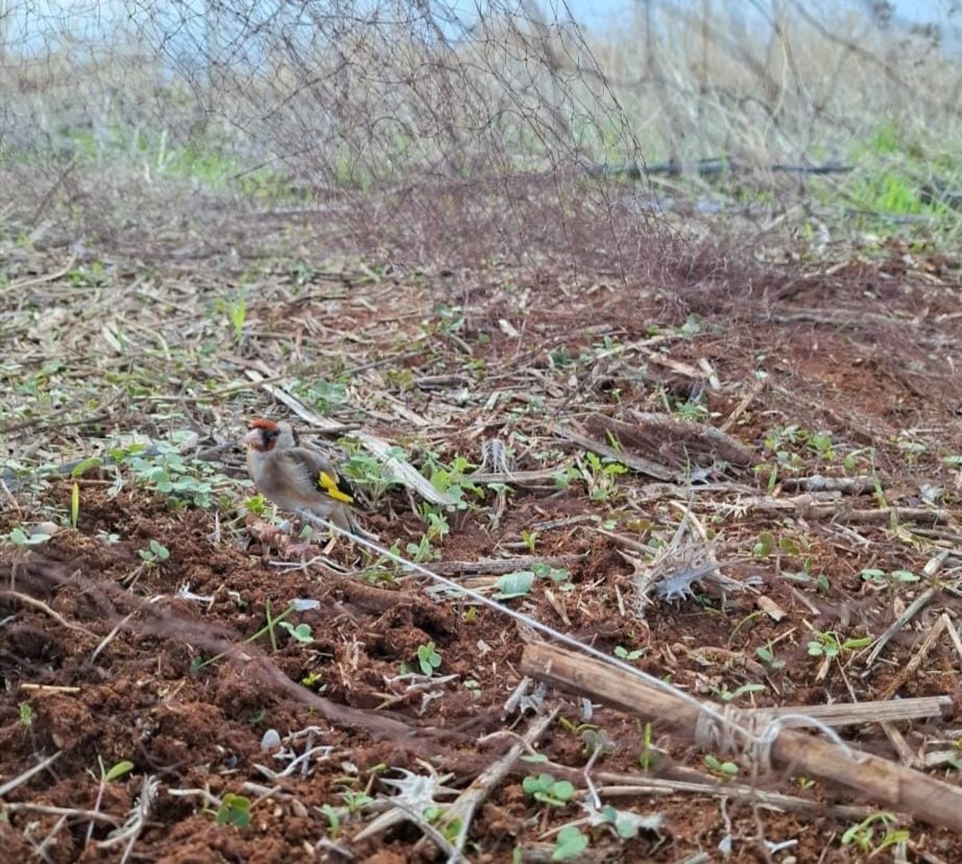 החוחיות שנתפסו