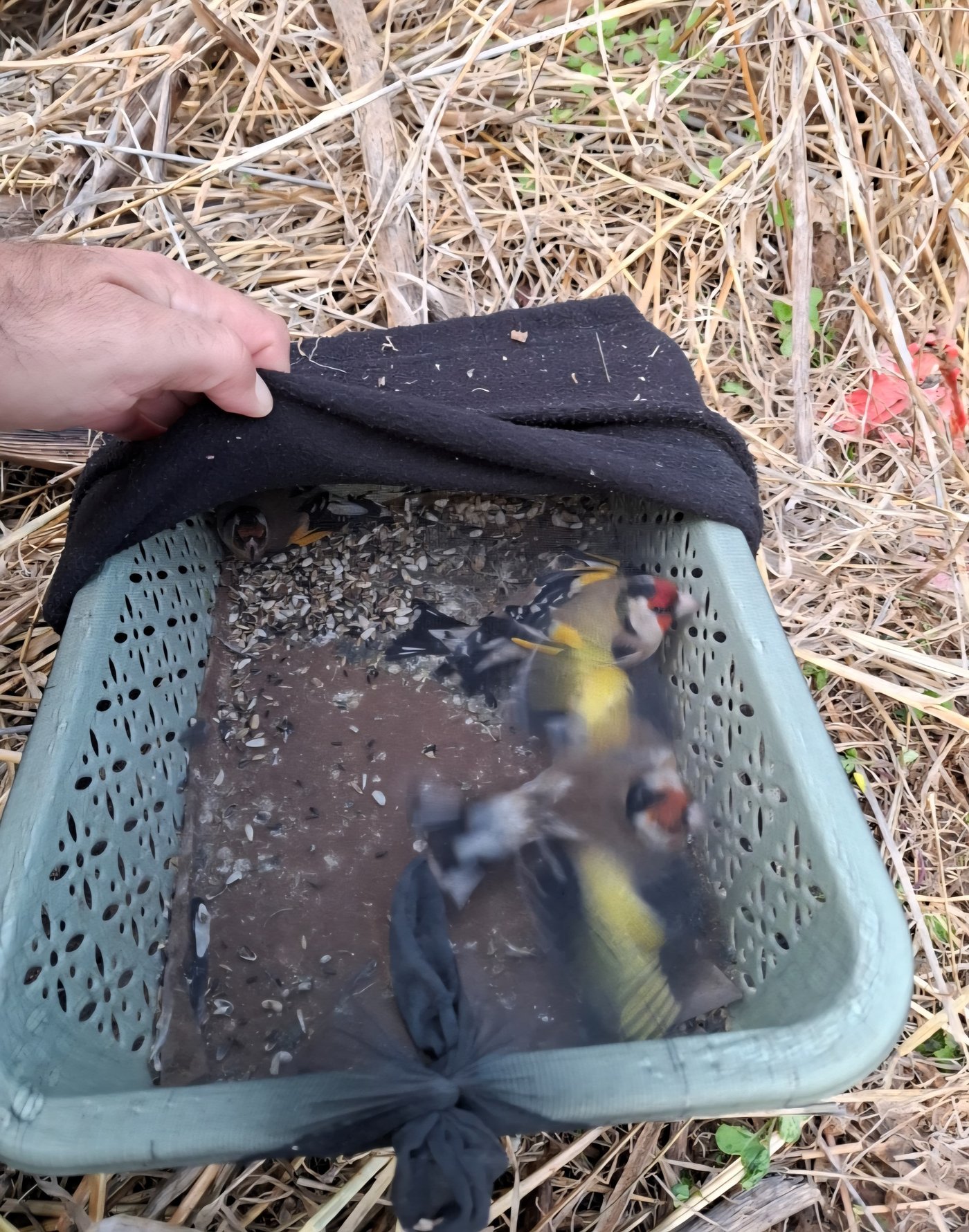 החוחיות שנתפסו