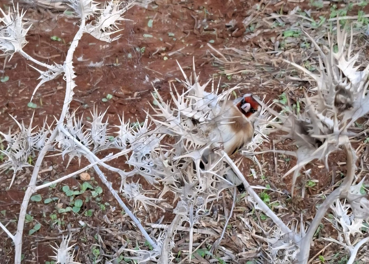 החוחיות שנתפסו
