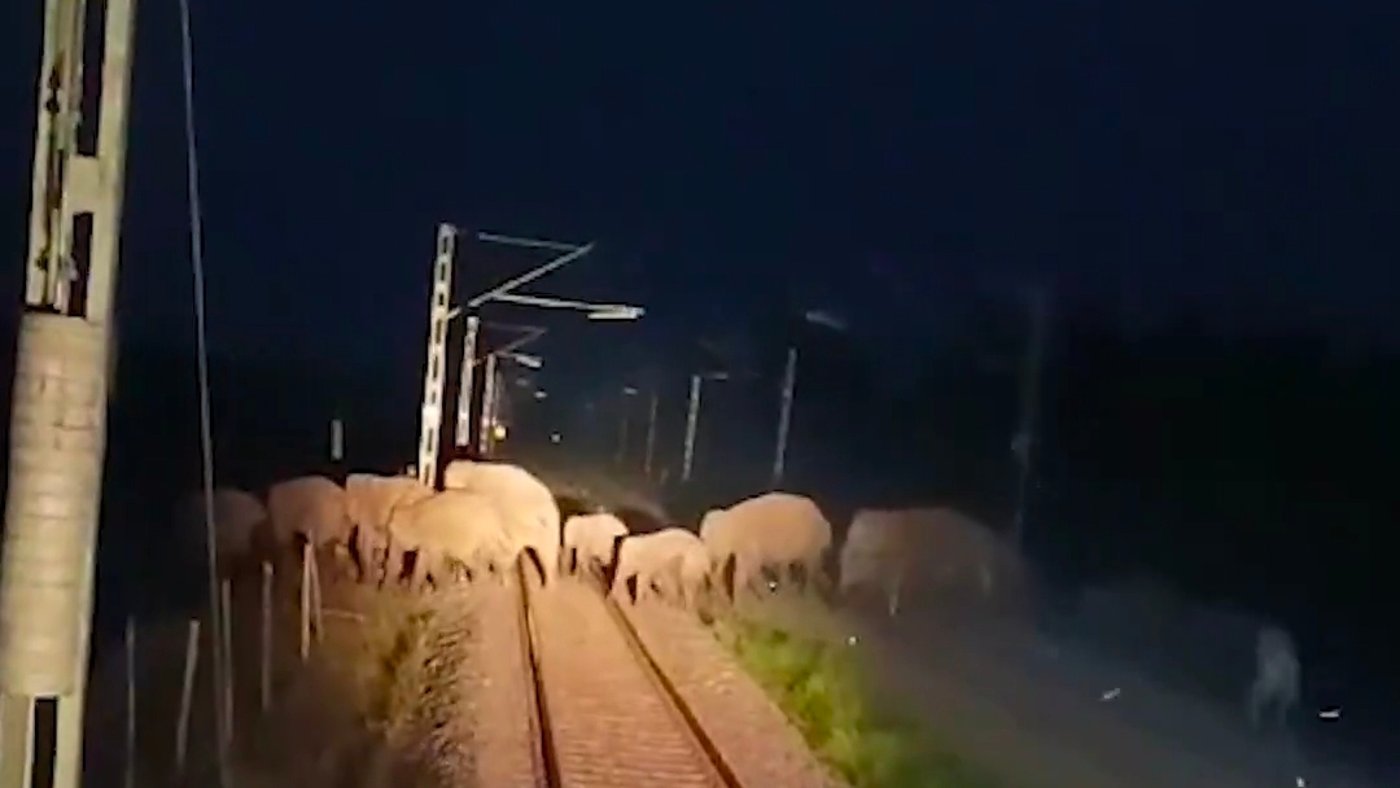 פילים על מסילת רכבת בהודו