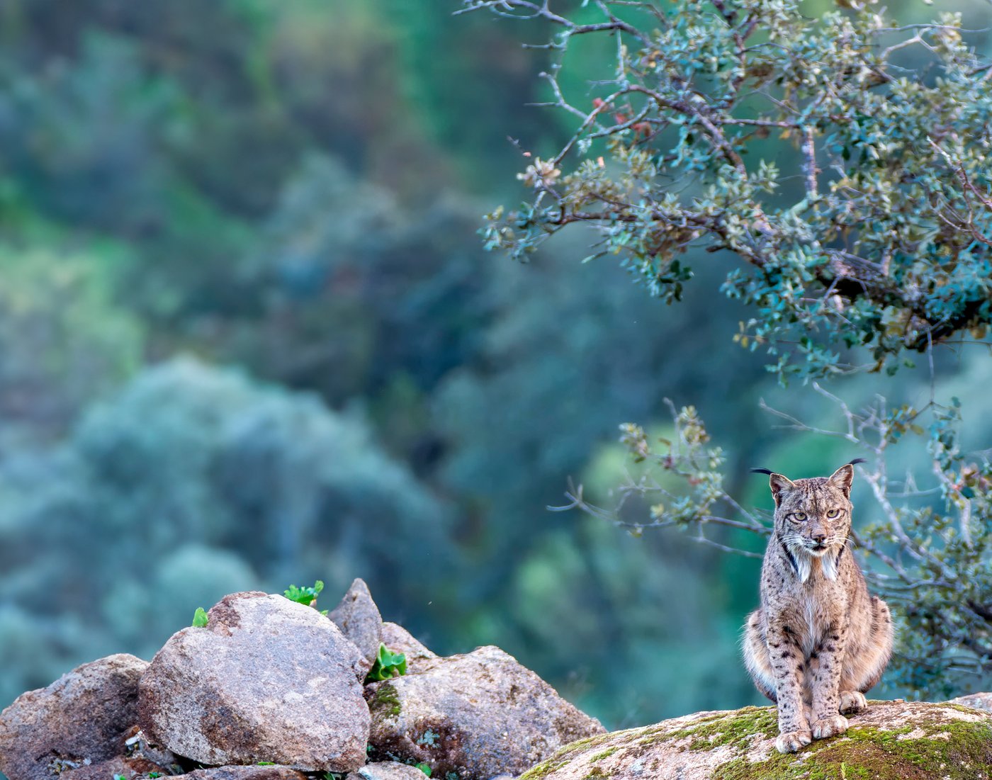 שונר איברי בטבע