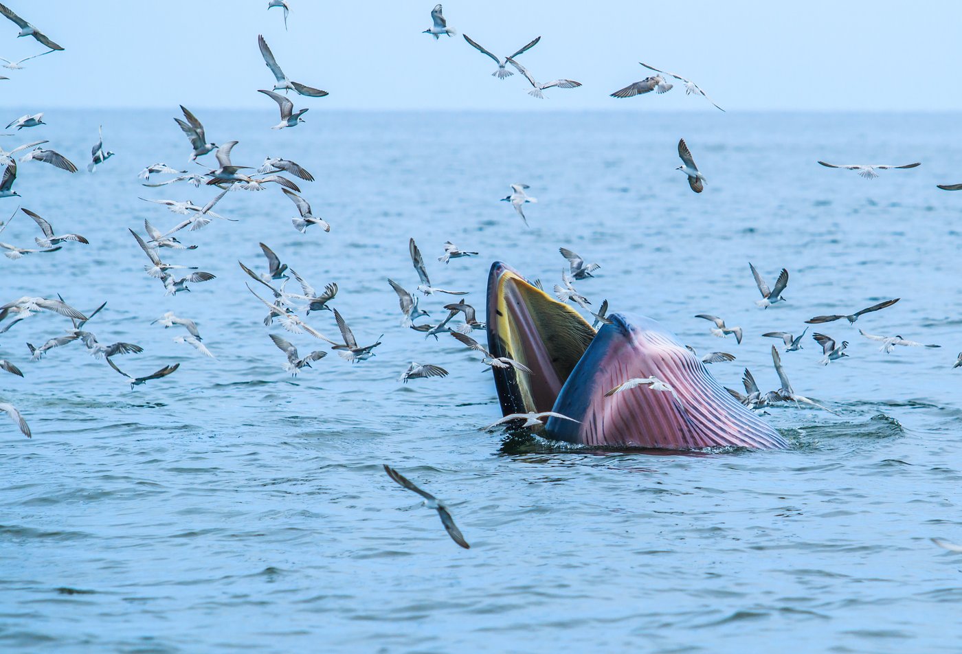 לוויתן ברייד