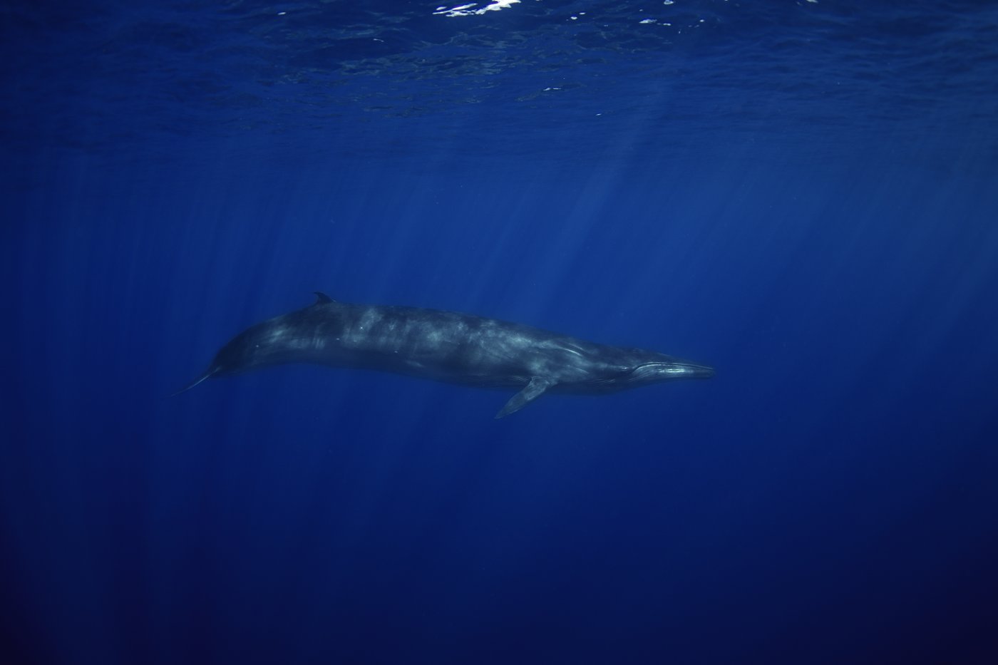 לוויתן ברייד