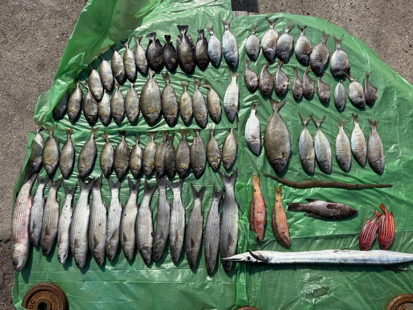 ביצעו דייג לא חוקי