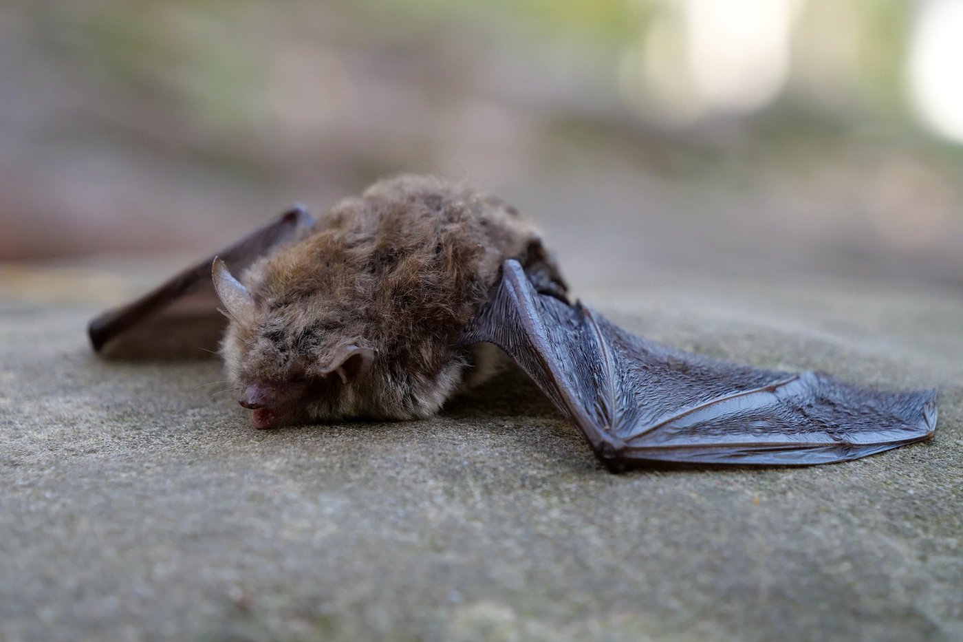 עטלף מת, אילסוטרציה