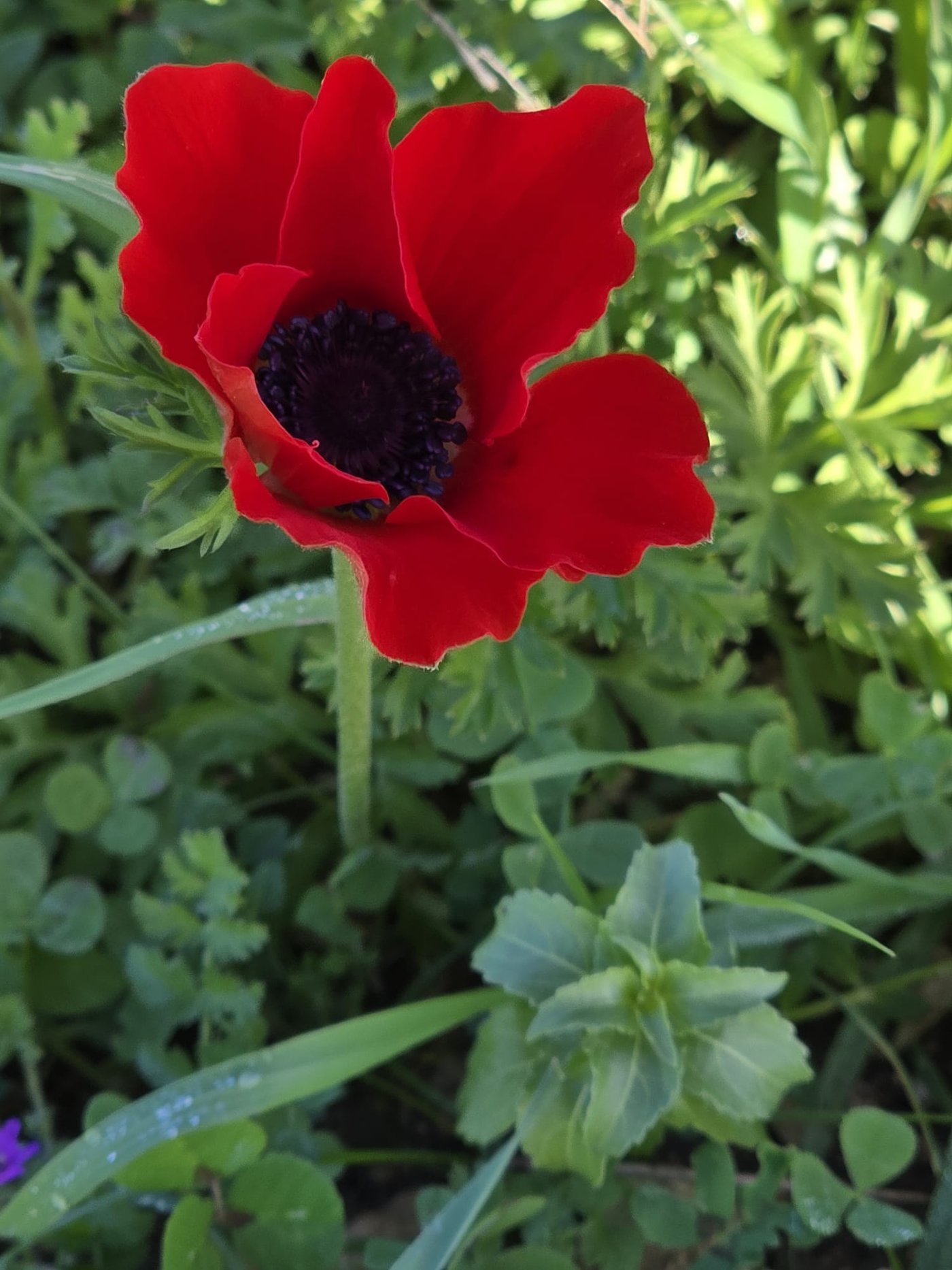 כלניות רקפות ואירוס צהרון, פורחים ביער