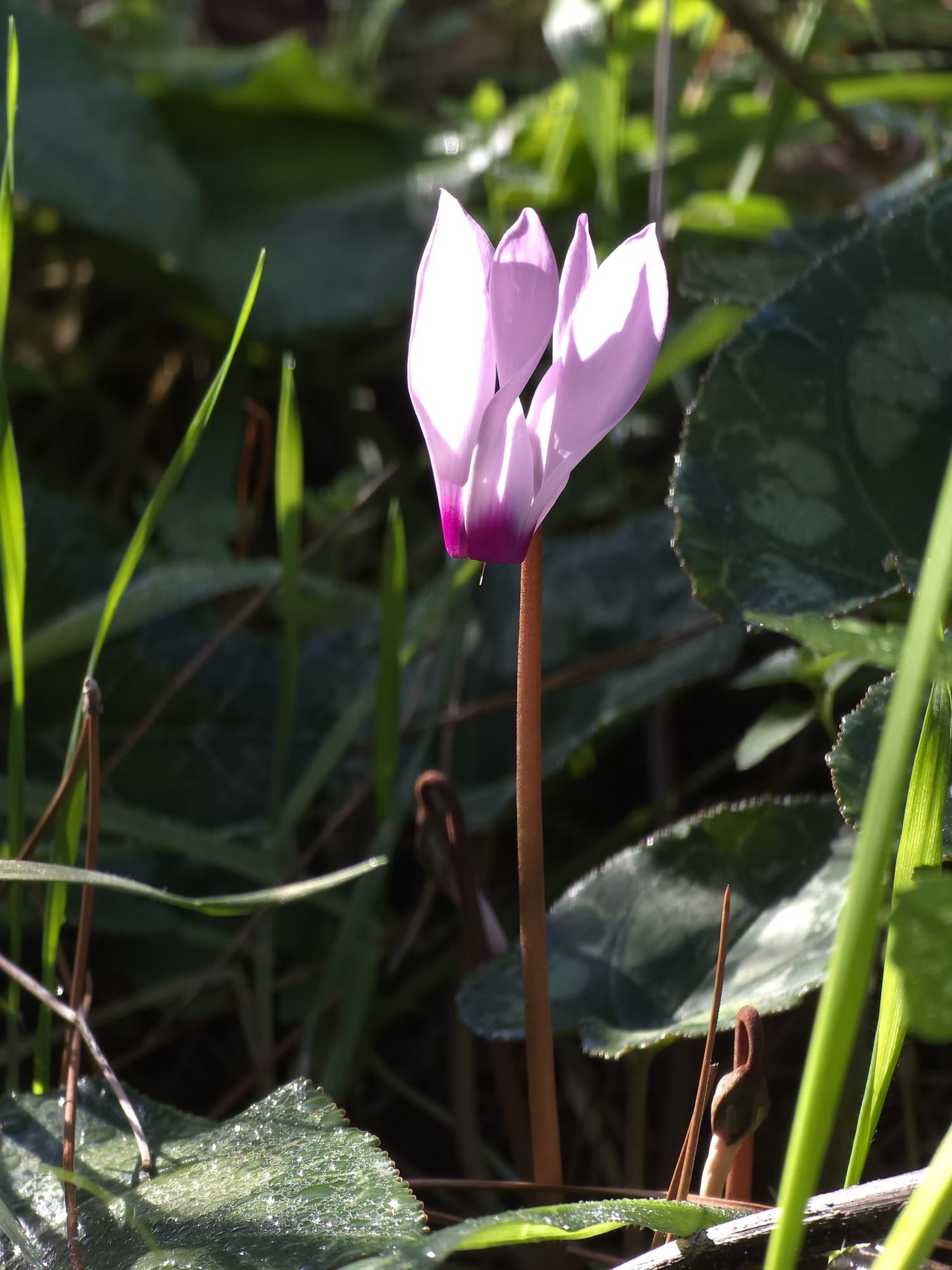 כלניות רקפות ואירוס צהרון, פורחים ביער