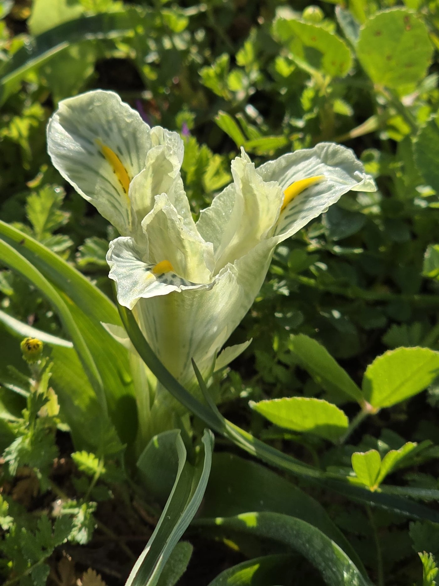 כלניות רקפות ואירוס צהרון, פורחים ביער