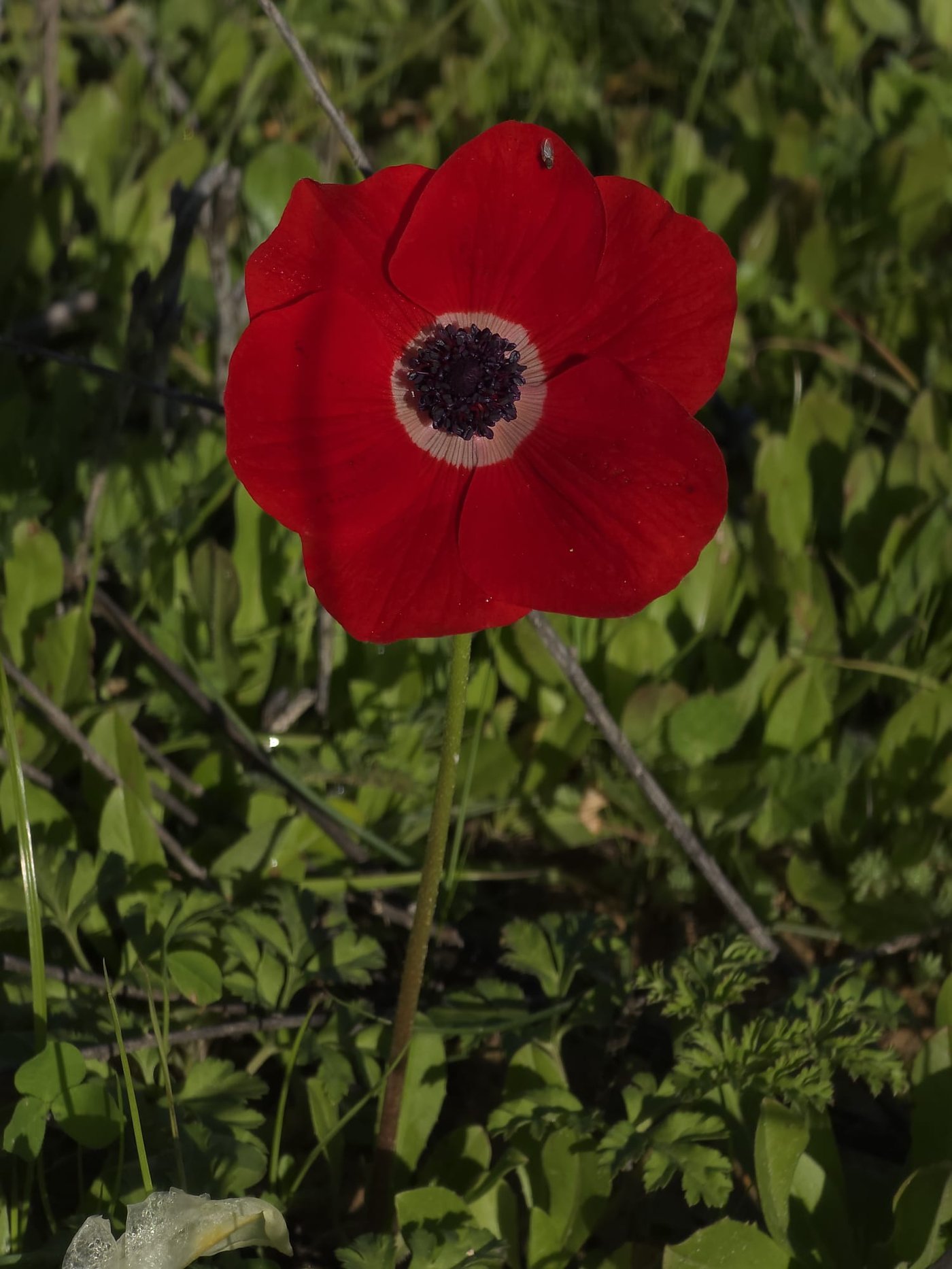 כלניות רקפות ואירוס צהרון, פורחים ביער